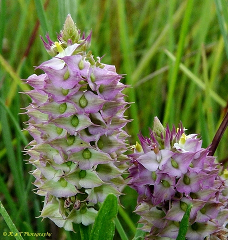 {Polygala cruciata}